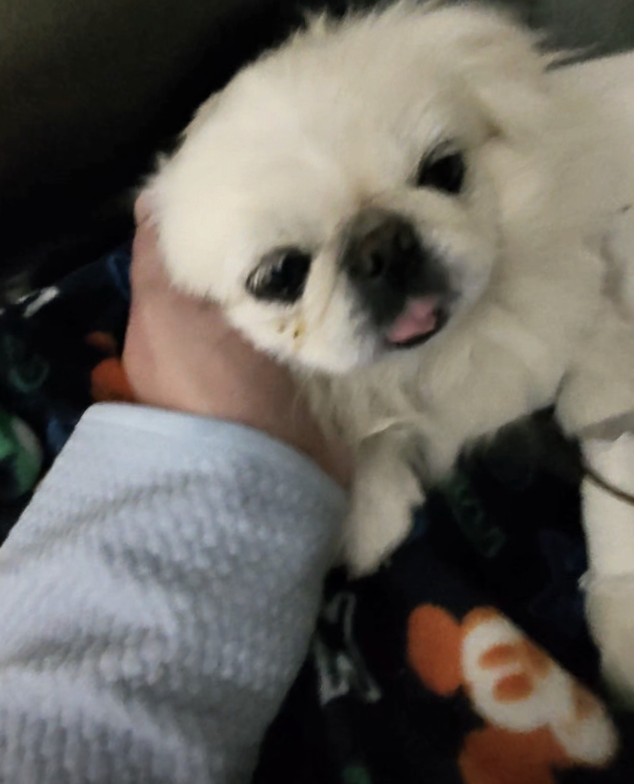 Sugar the Pekingese cuddling up close