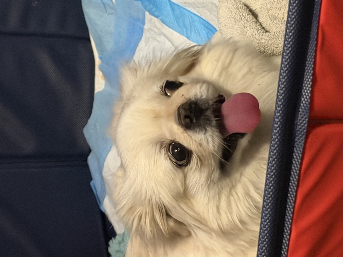 Sugar being her sweet self