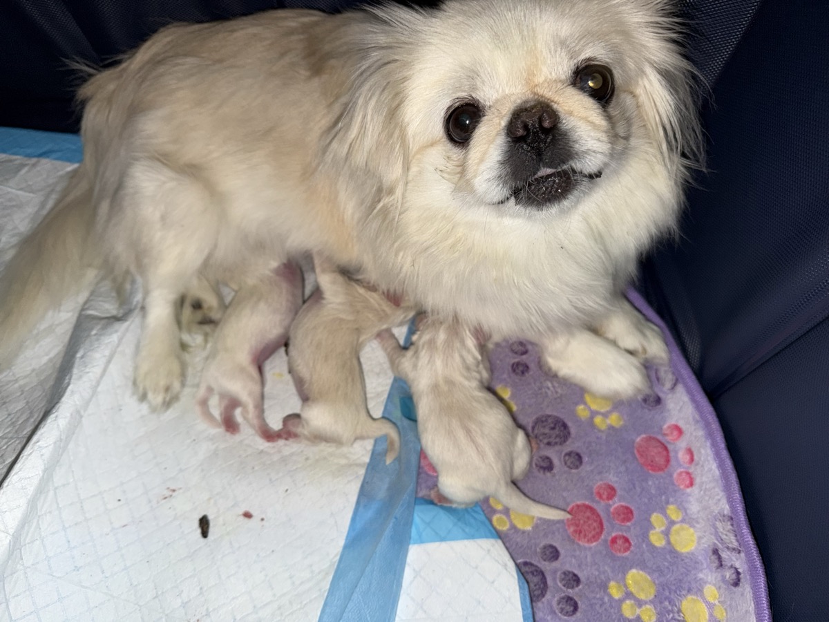 Sugar relaxing at home