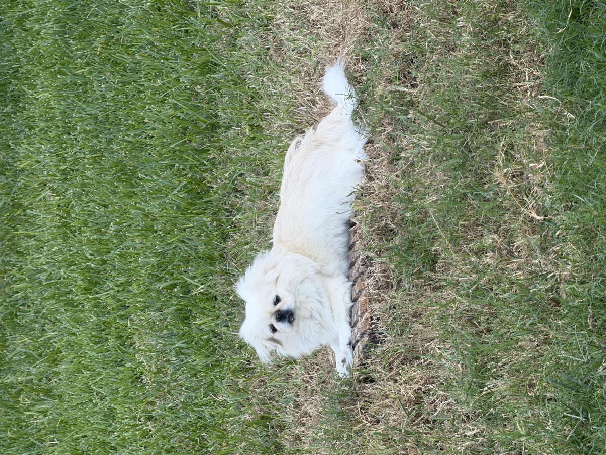 Sugar looking beautiful